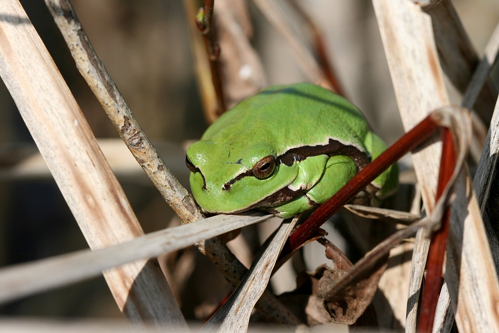 Laubfrosch 2