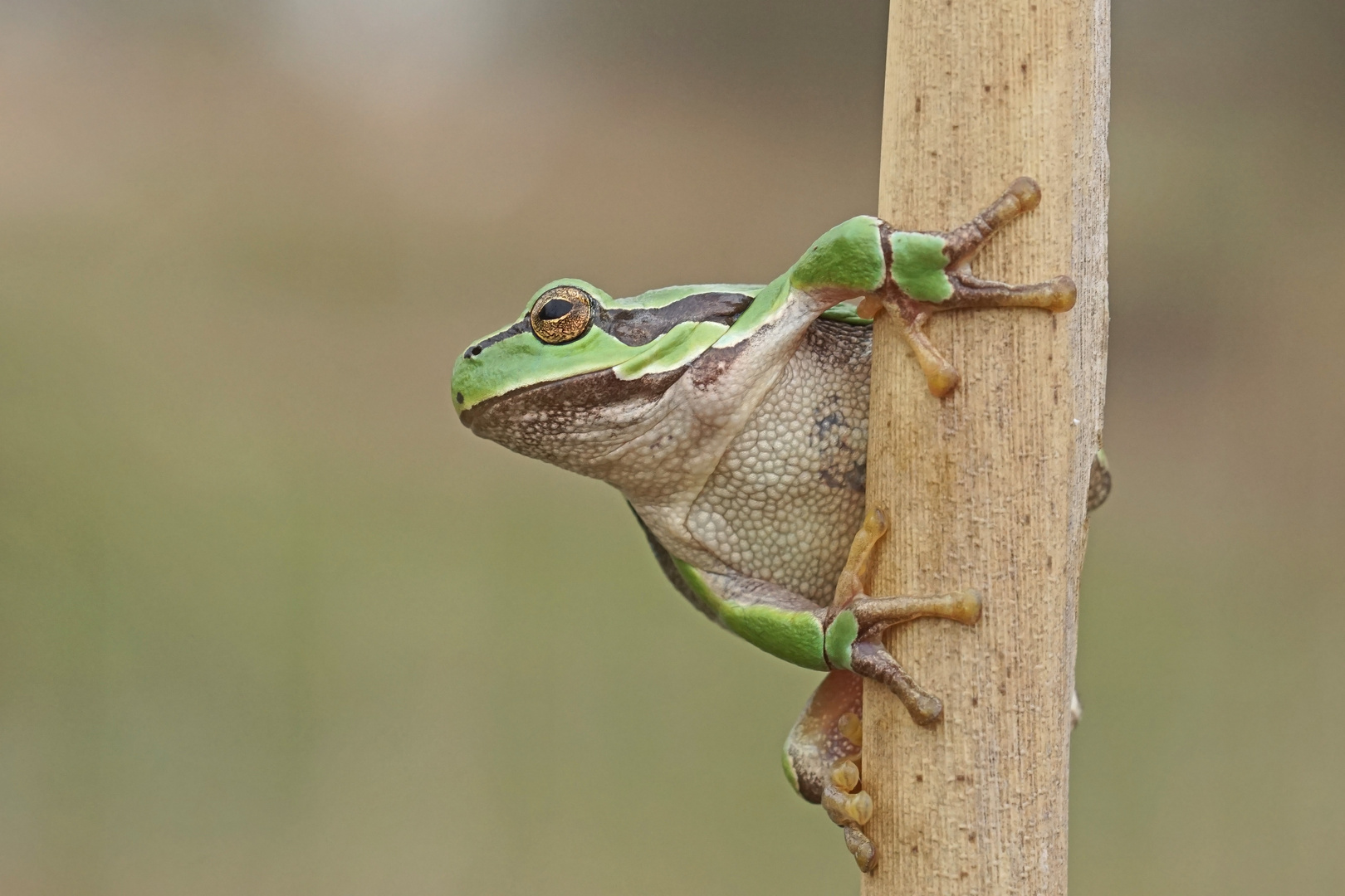 Laubfrosch 2 (Hyla arborea)