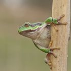 Laubfrosch 2 (Hyla arborea)