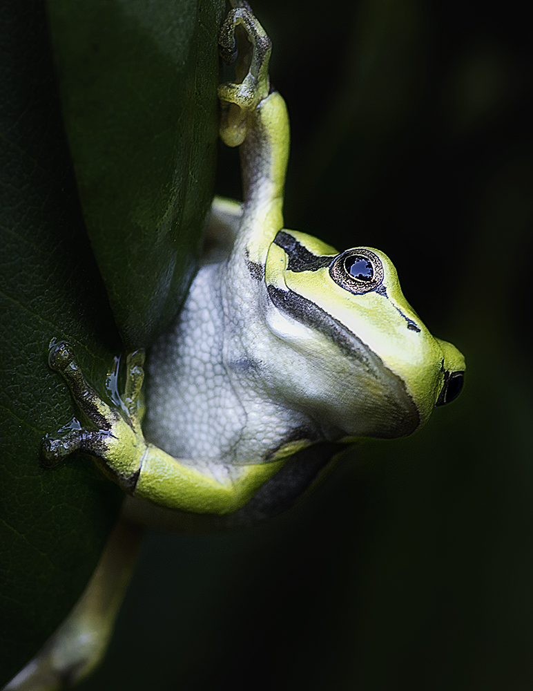 Laubfrosch