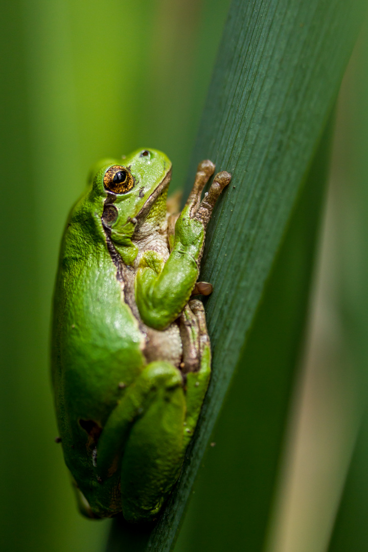 Laubfrosch