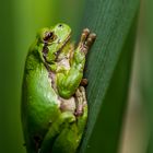 Laubfrosch