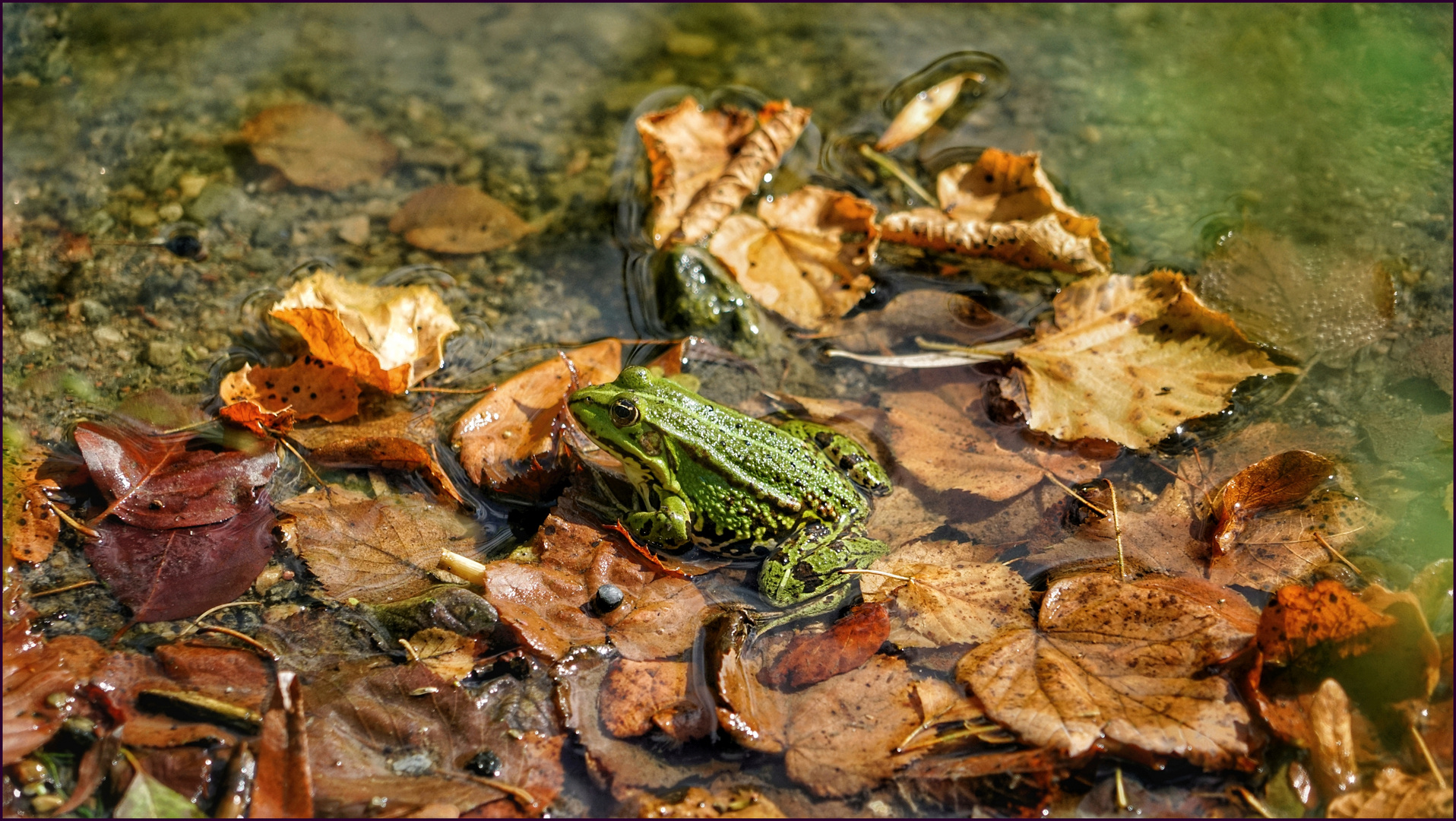 Laub/Frosch ....