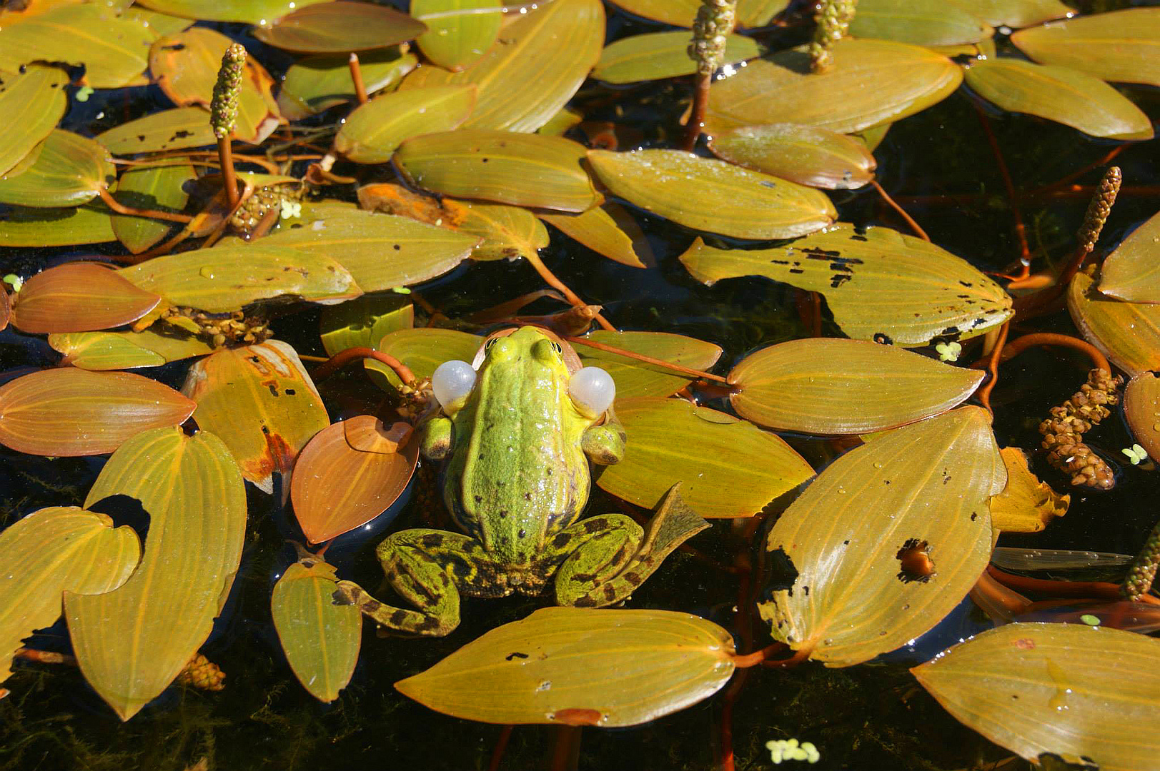 Laubfrosch