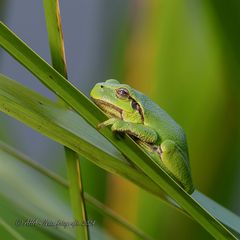 Laubfrosch