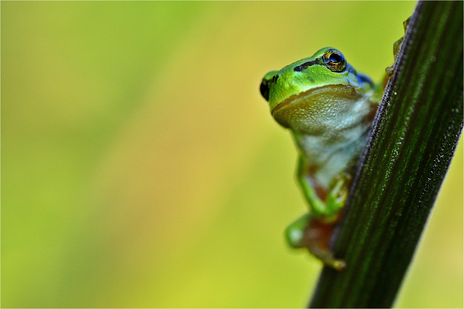 Laubfrosch