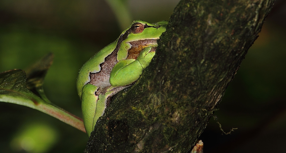 Laubfrosch