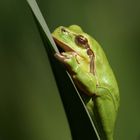 Laubfrosch