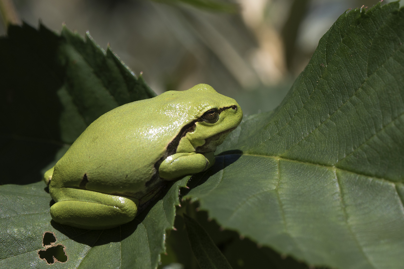 Laubfrosch