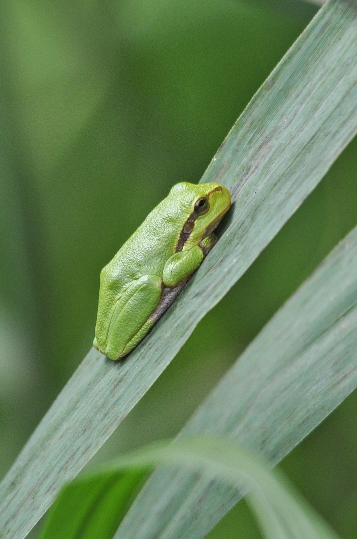 Laubfrosch