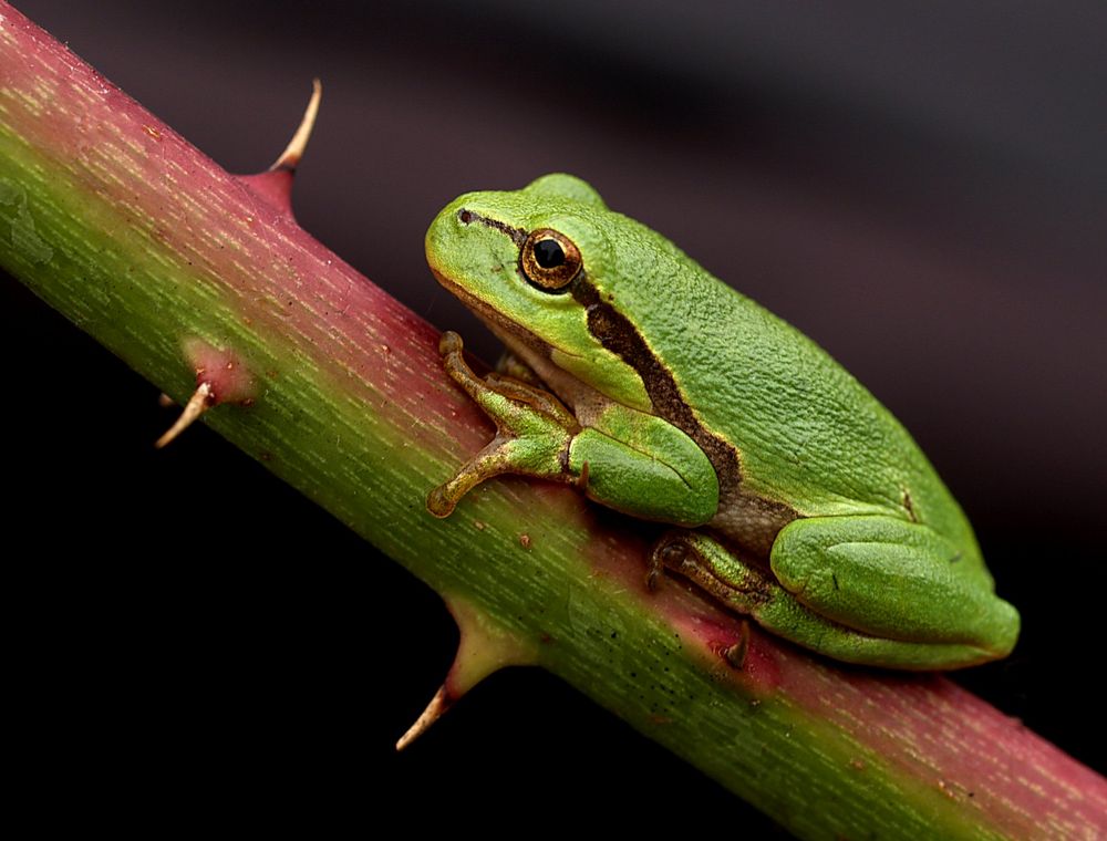 Laubfrosch von Winfried Rusch 