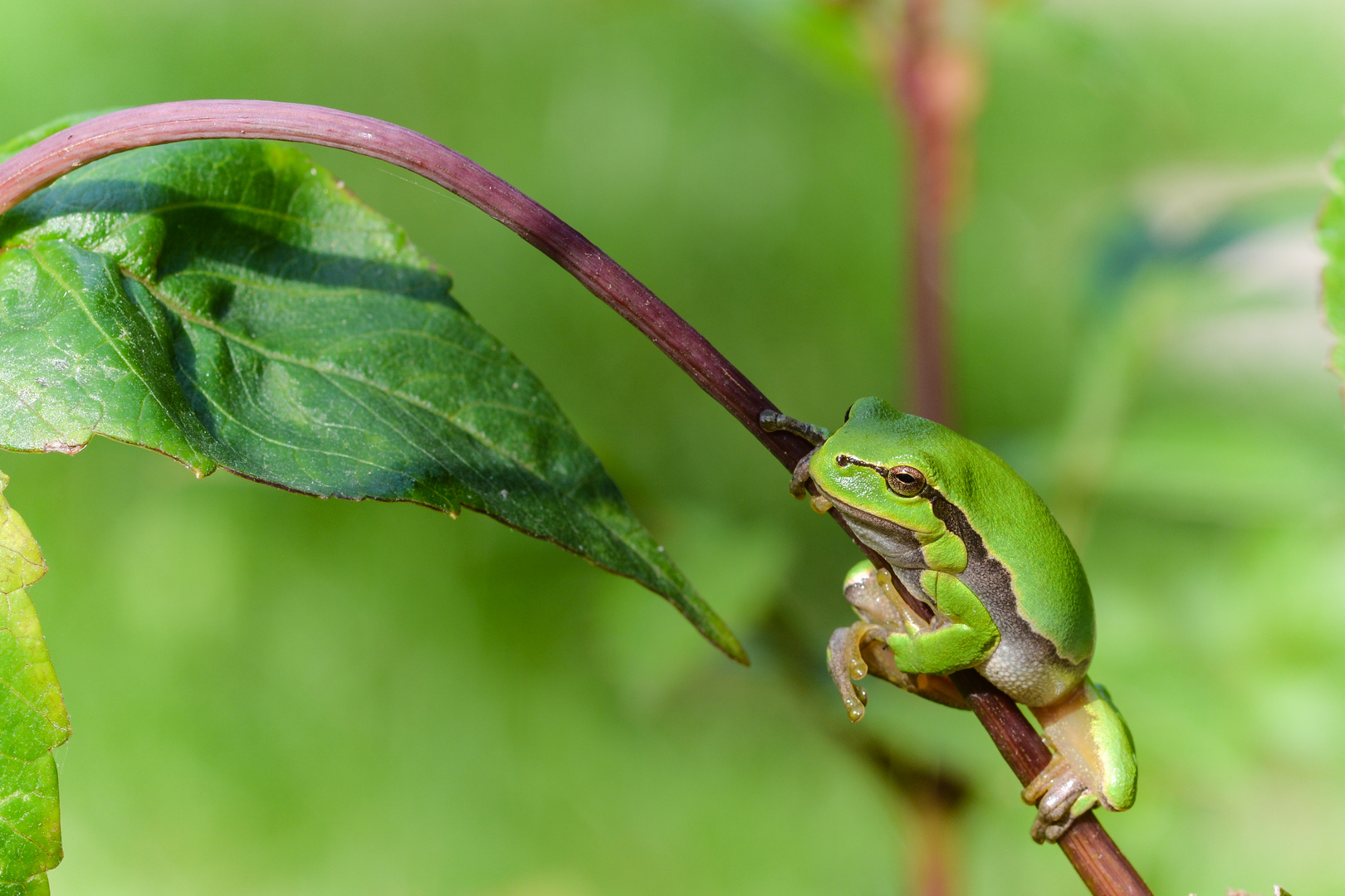 Laubfrosch 3