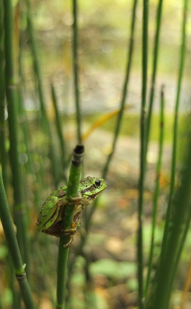 Laubfrosch