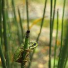 Laubfrosch