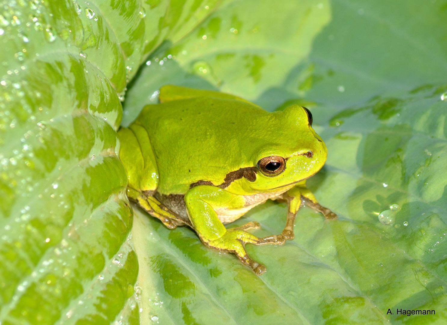 Laubfrosch