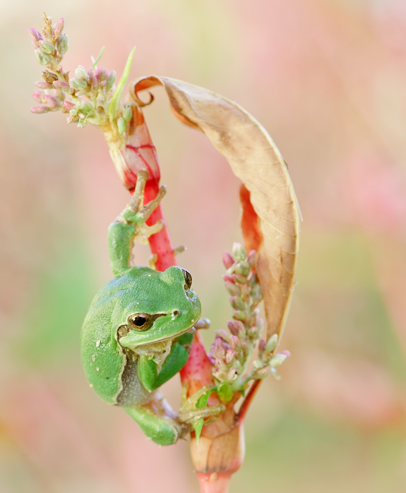 Laubfrosch