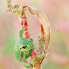 Laubfrosch