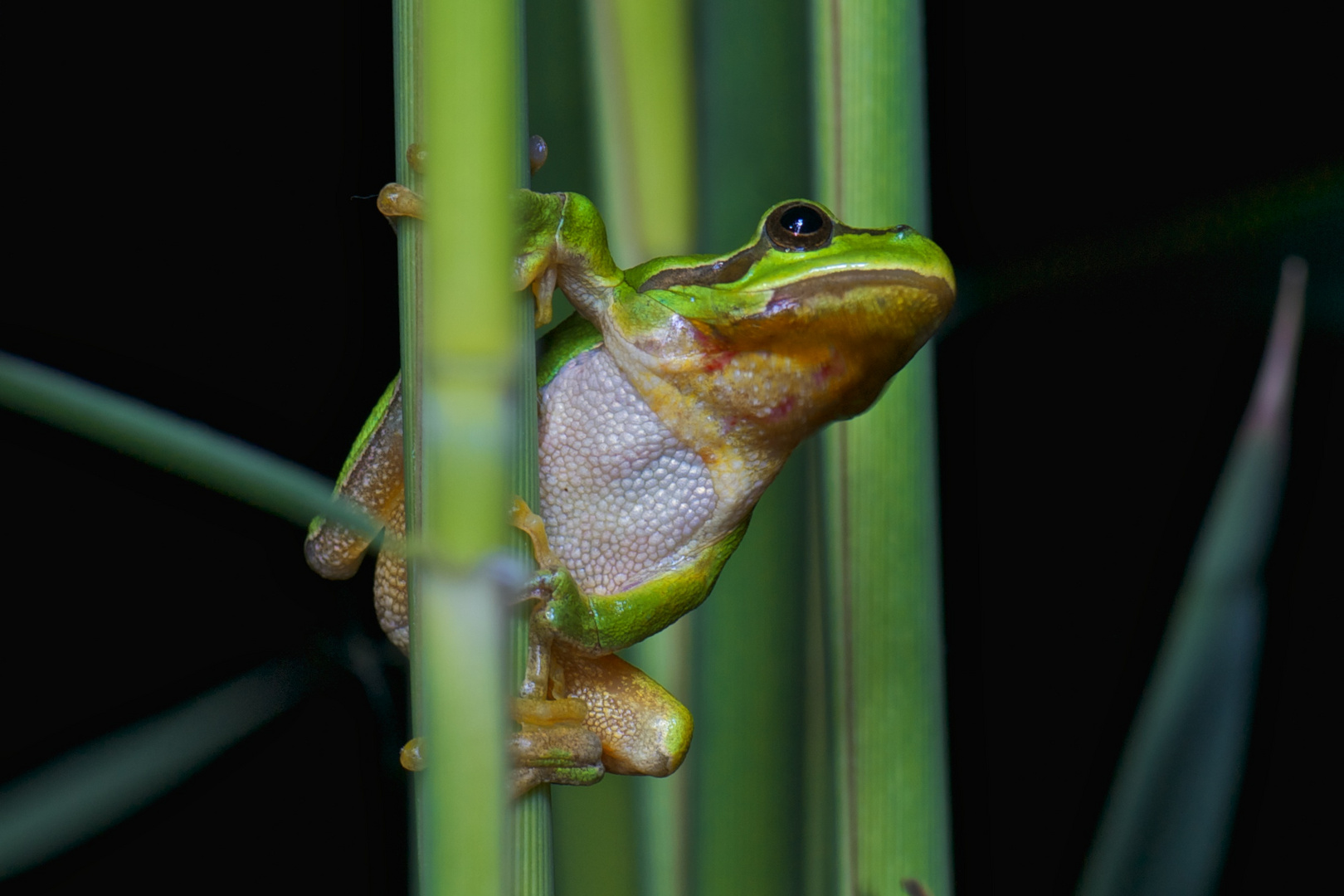 Laubfrosch