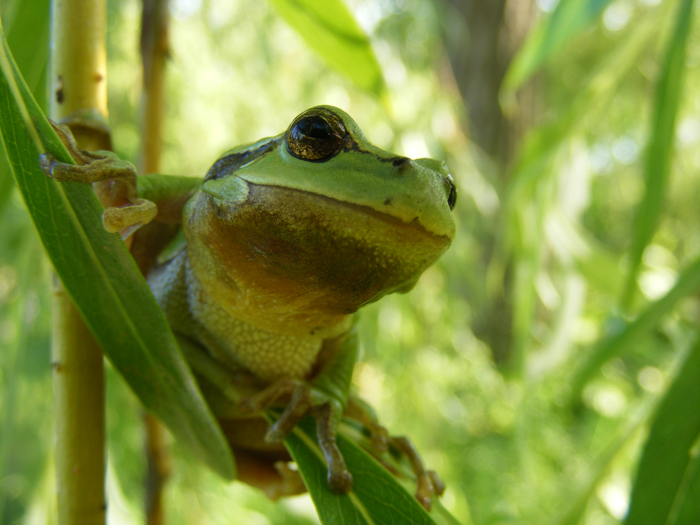 Laubfrosch