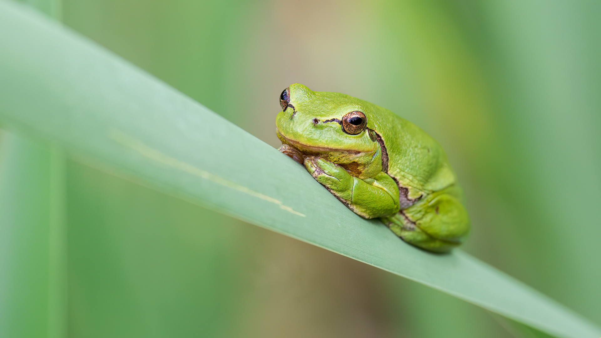 Laubfrosch