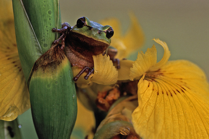 Laubfrosch