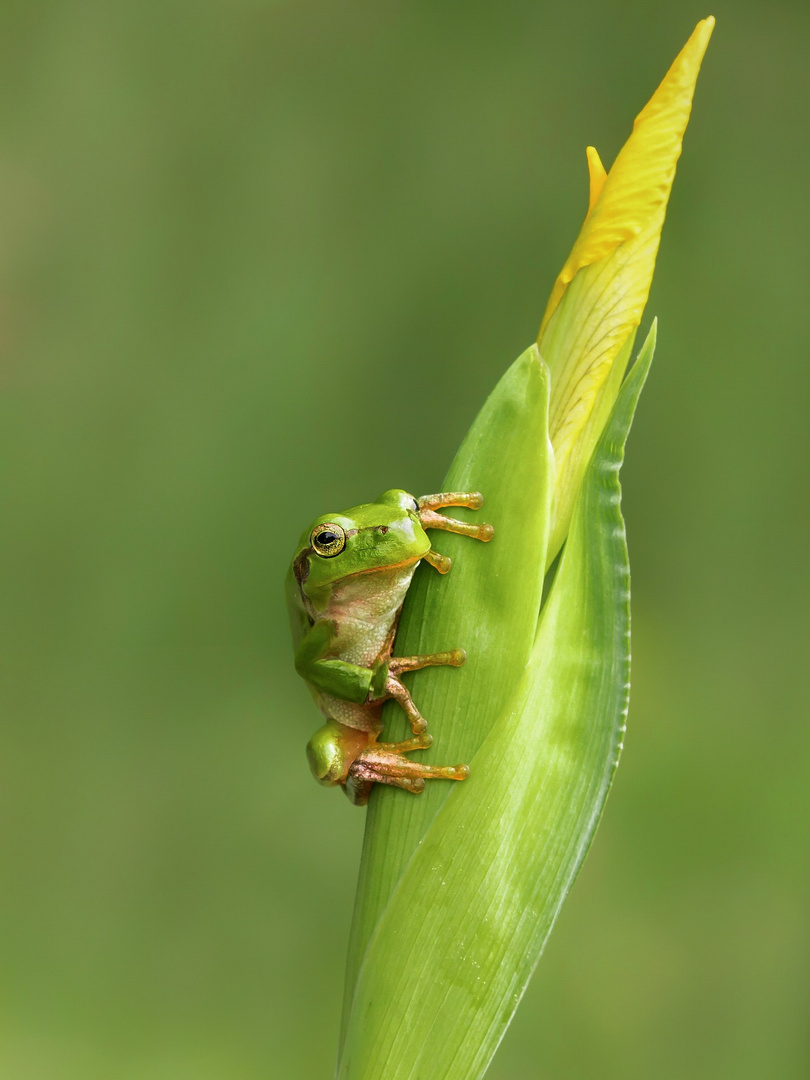 Laubfrosch 