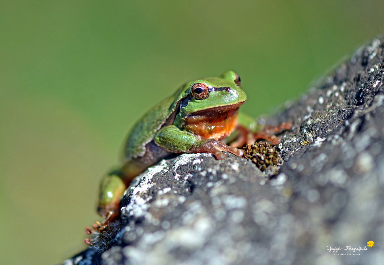 Laubfrosch