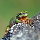 Laubfrosch