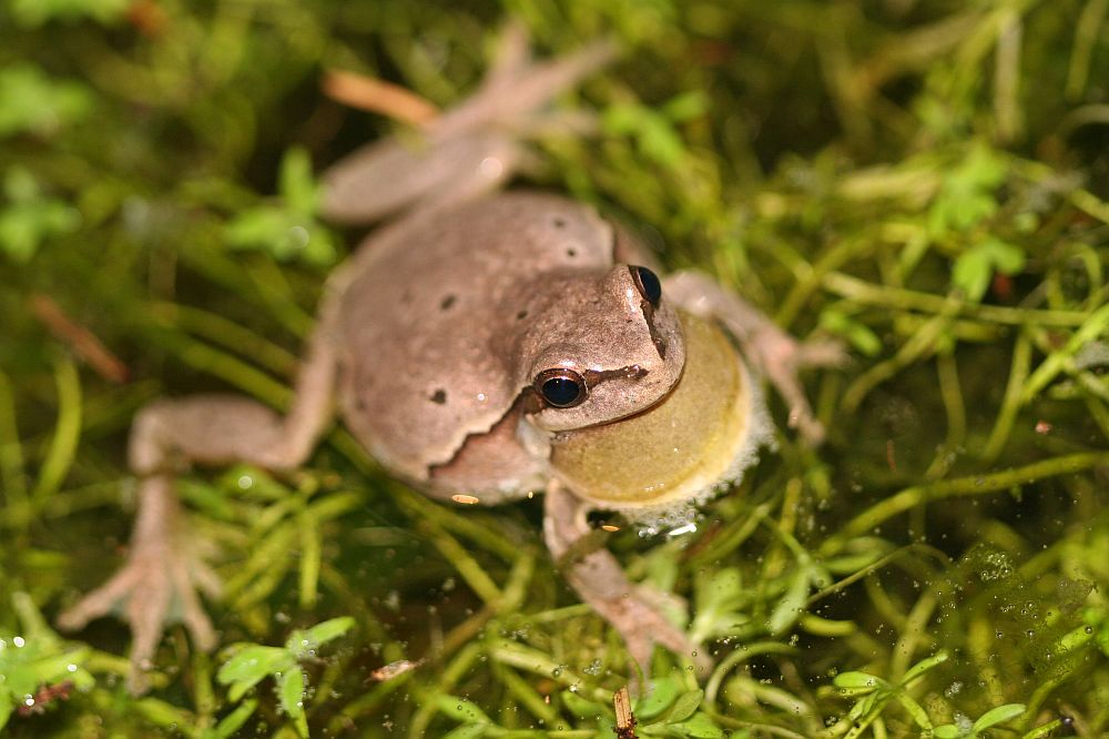 Laubfrosch