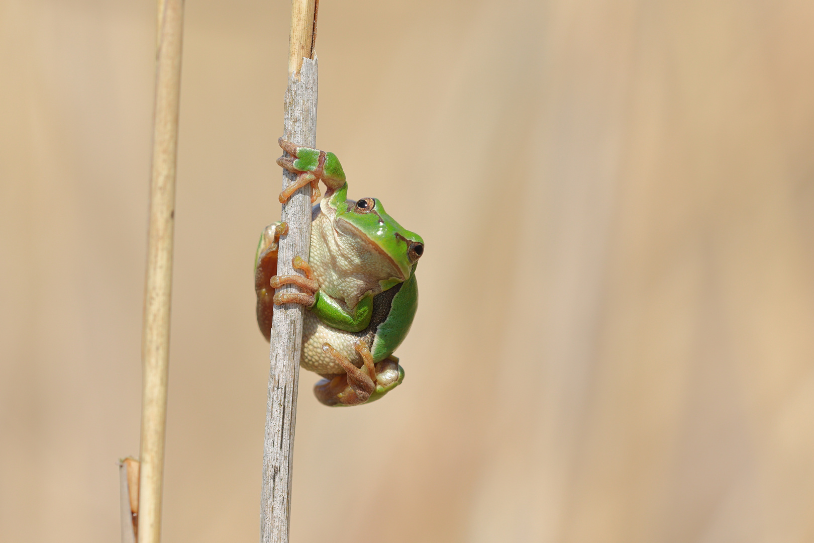 Laubfrosch