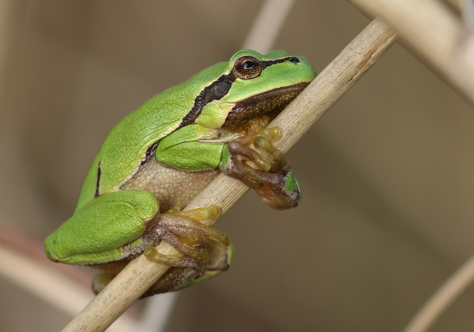 Laubfrosch