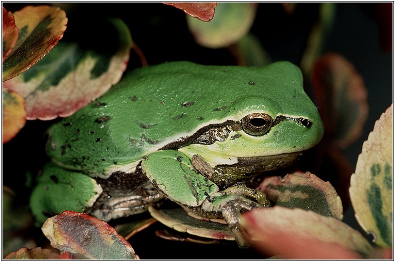 Laubfrosch