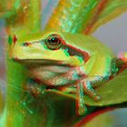 Laubfrosch [3D]