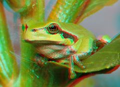 Laubfrosch [3D]