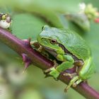 Laubfrosch