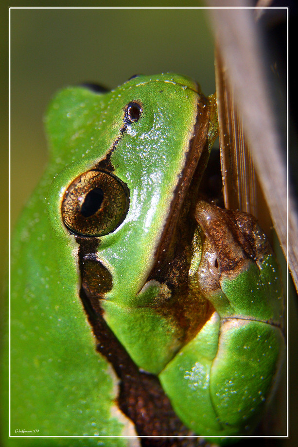 Laubfrosch