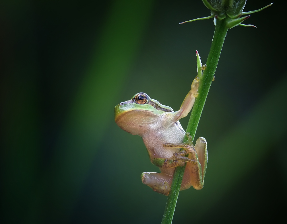 Laubfrosch