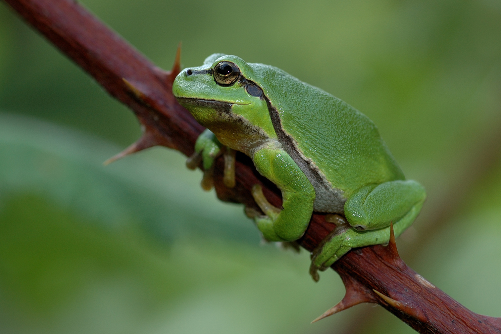 Laubfrosch