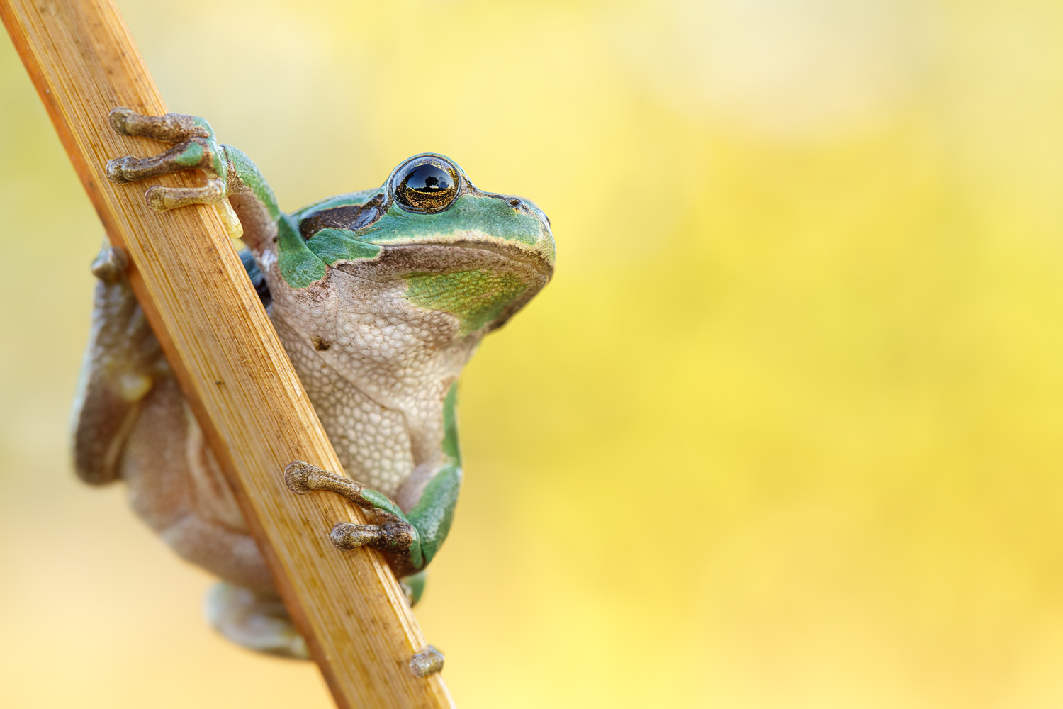 Laubfrosch 