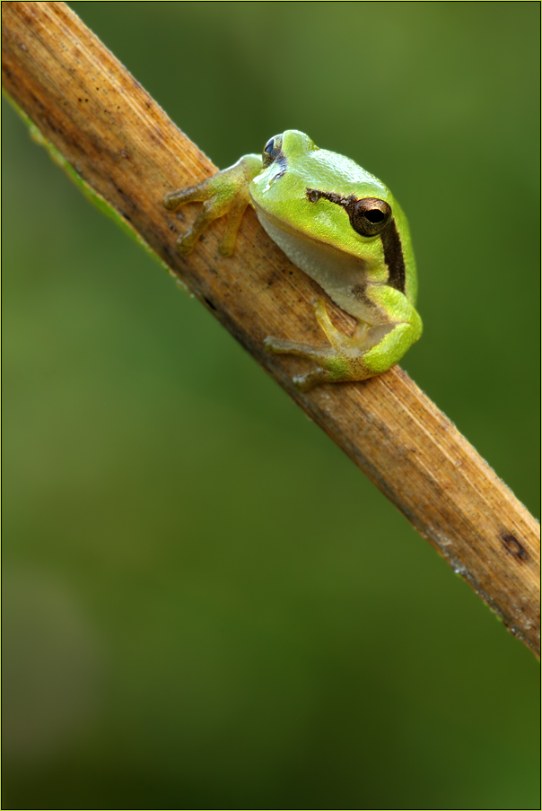 Laubfrosch