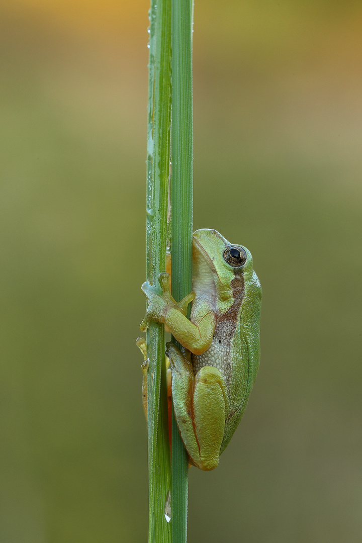 Laubfrosch