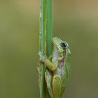 Laubfrosch