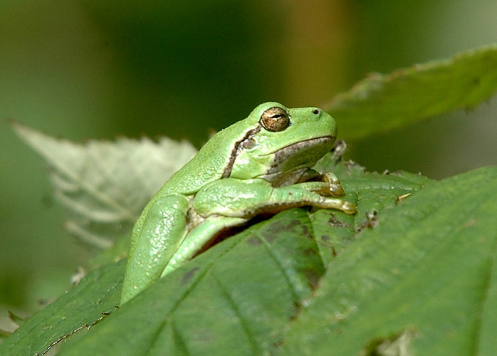 Laubfrosch