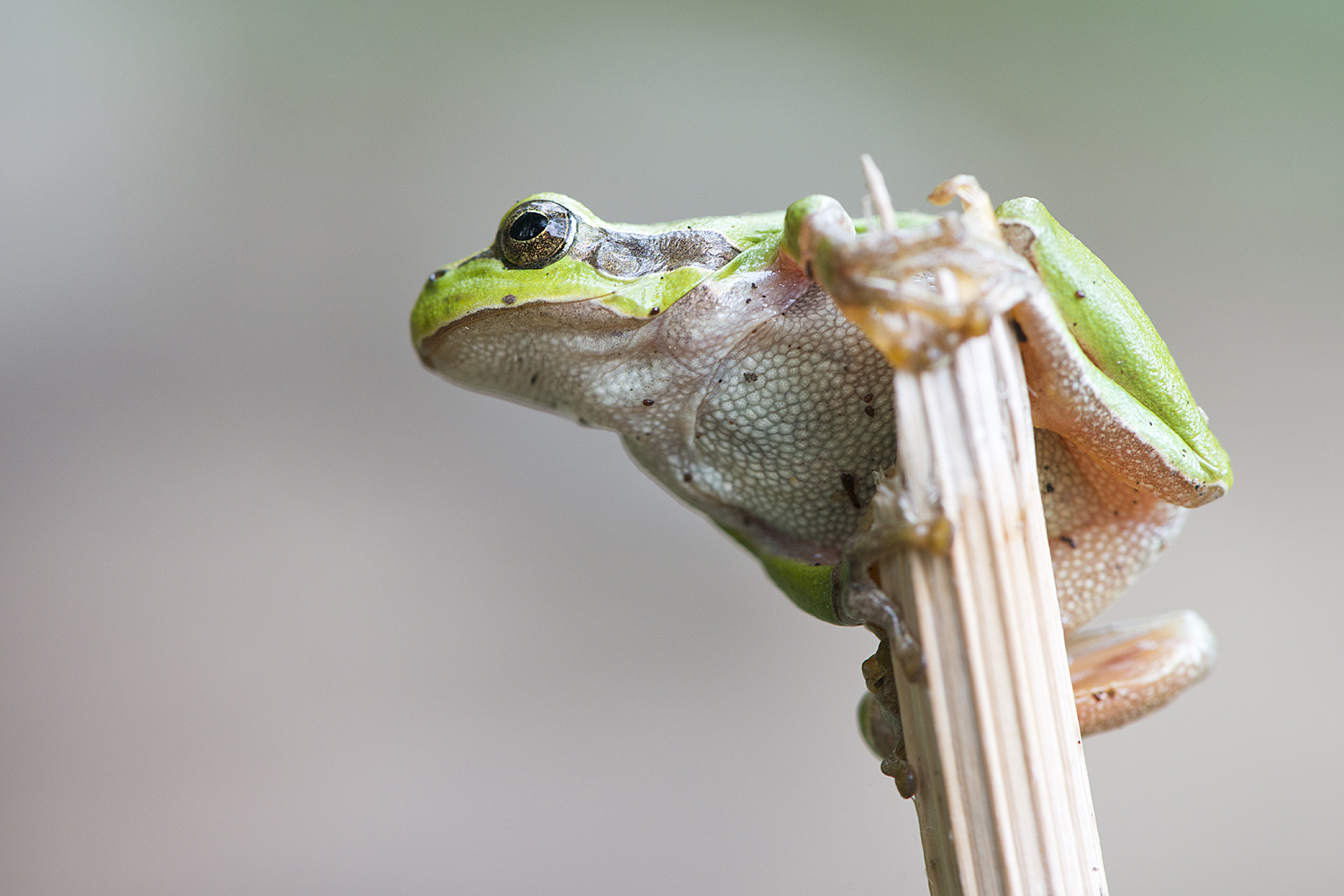 Laubfrosch