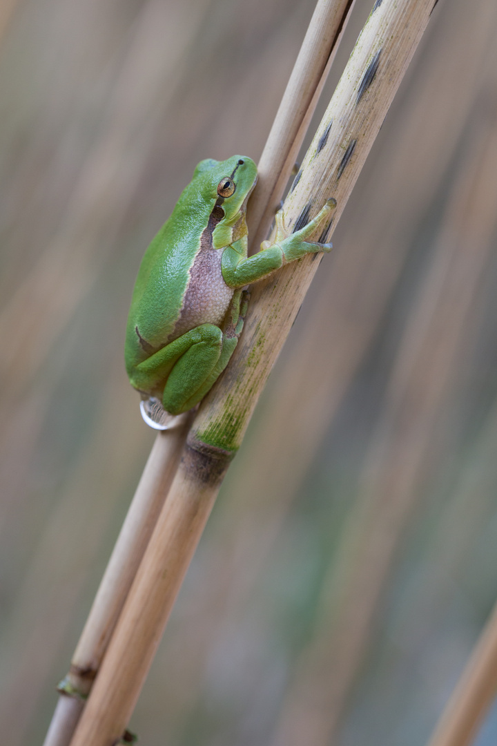 Laubfrosch