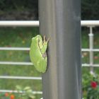 Laubfrosch