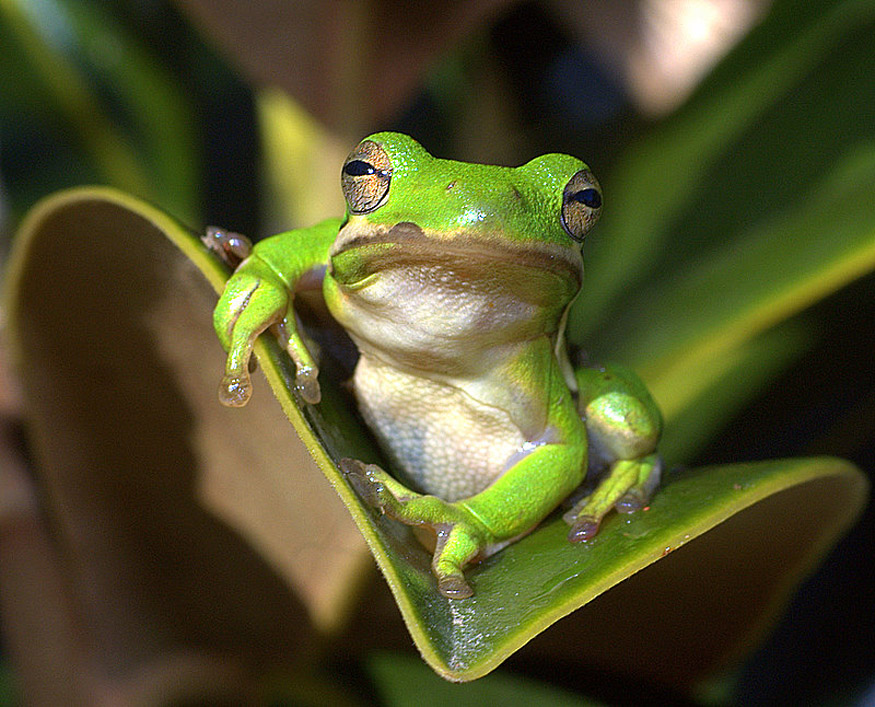 Laubfrosch