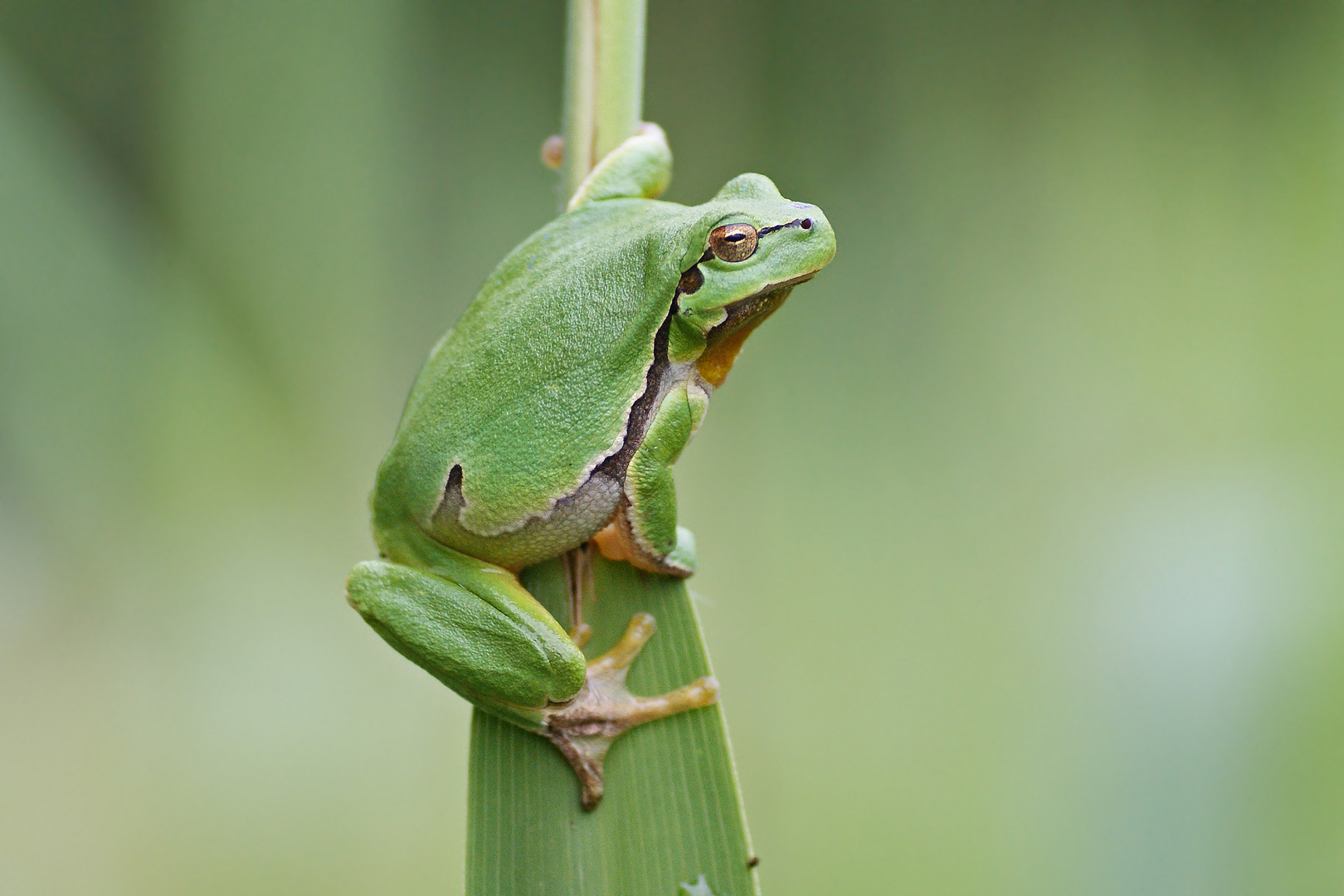 Laubfrosch