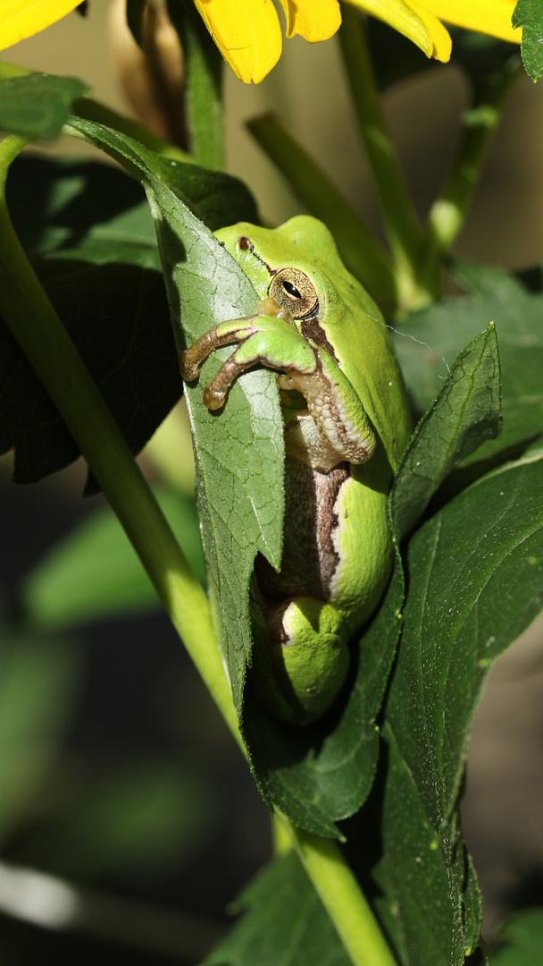 Laubfrosch