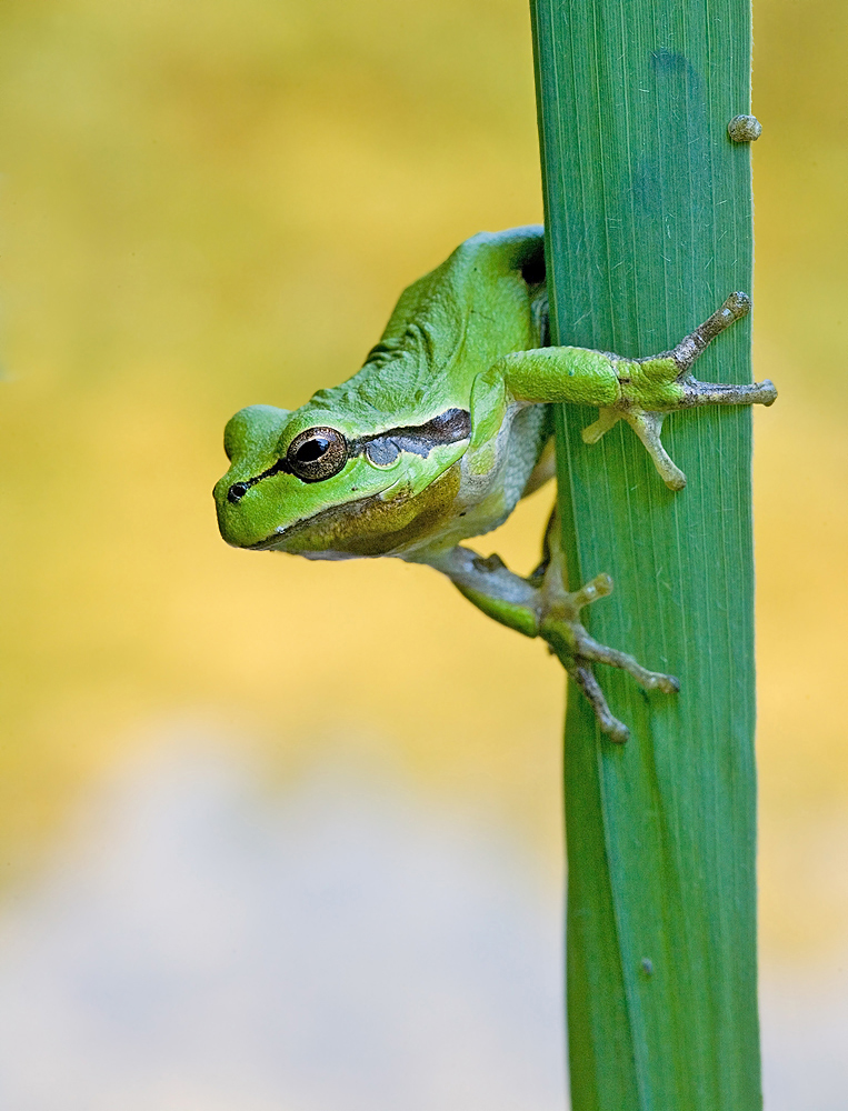 Laubfrosch